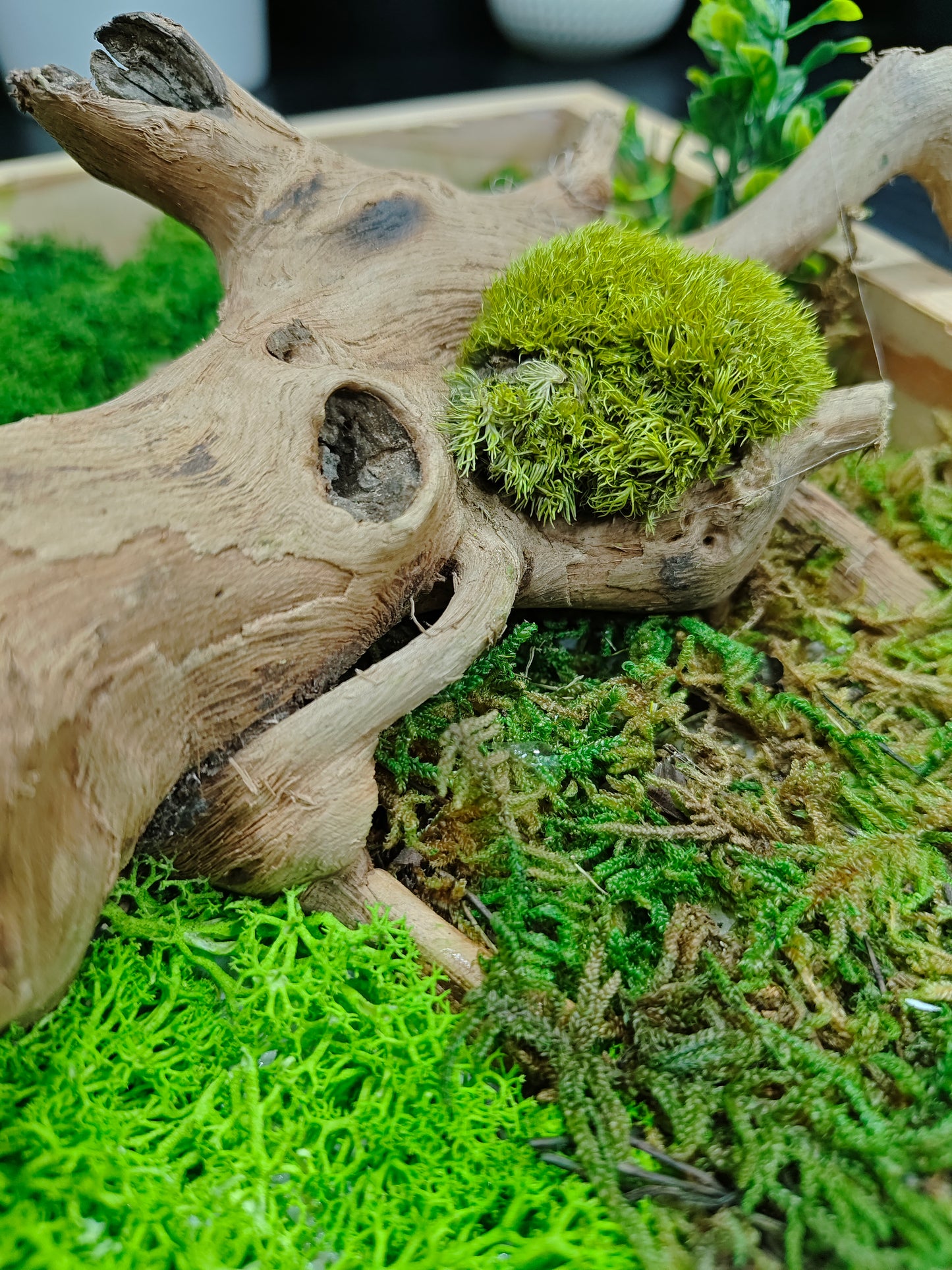 Green Mirage – 100% Artificial Moss & Driftwood Craft 12"/12"