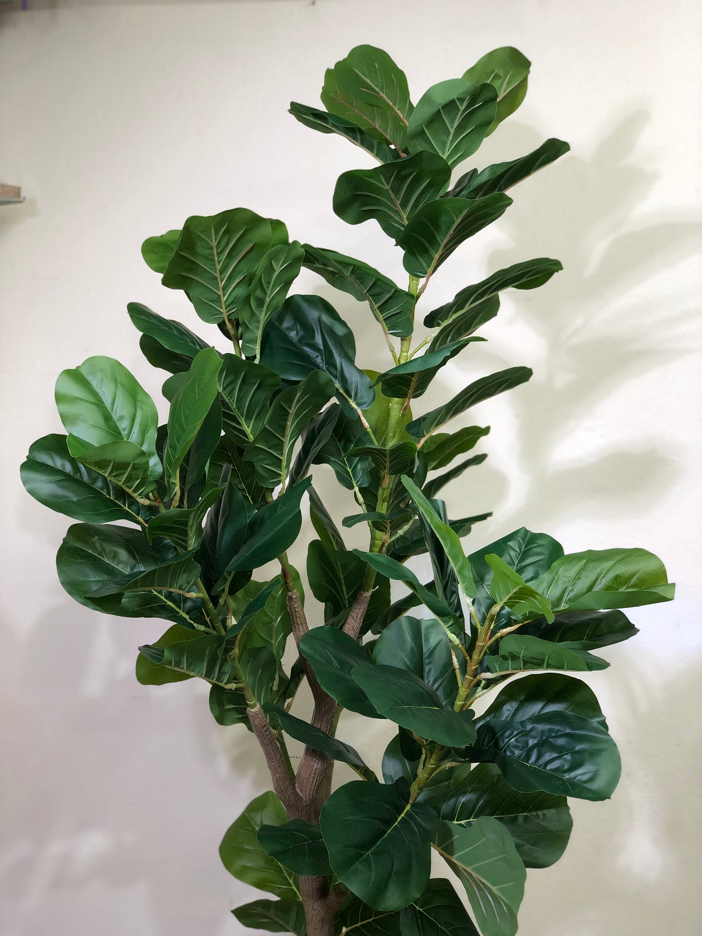 Premium Fiddle Leaf Plant – 5.5ft with Black Fiber Planter