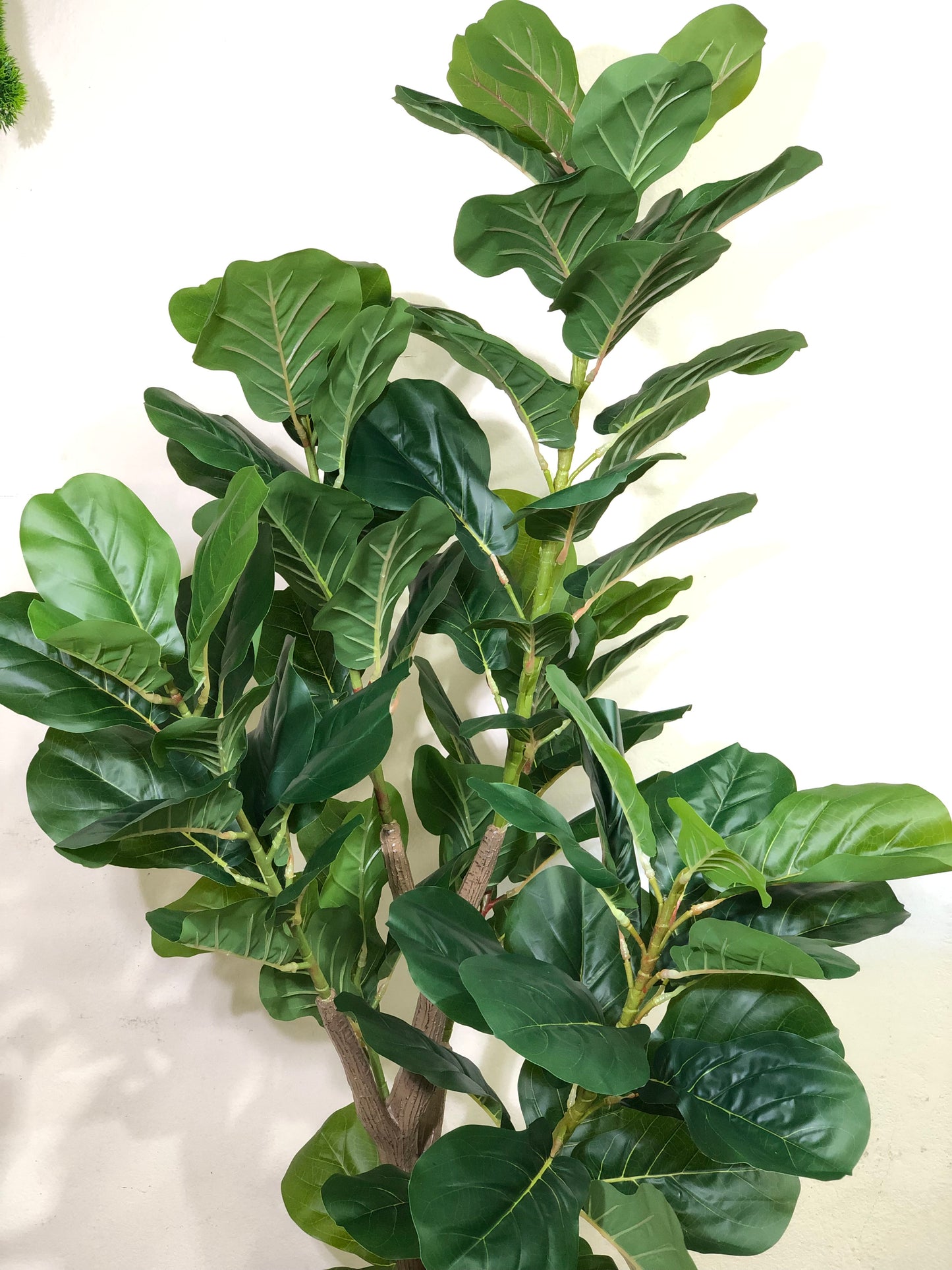 Premium Fiddle Leaf Plant – 5.5ft with Black Fiber Planter