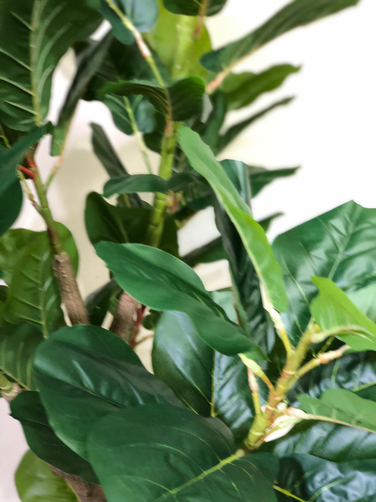 Premium Fiddle Leaf Plant – 5.5ft with Black Fiber Planter