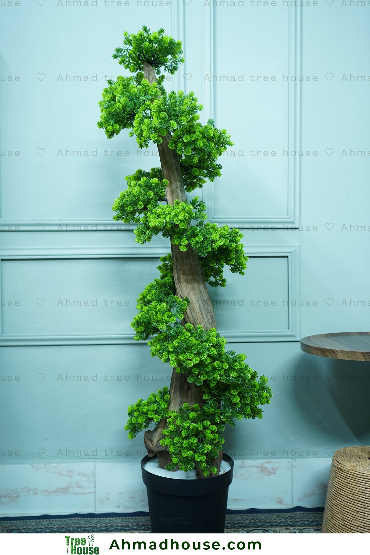 Bonsai with Regular Black tub