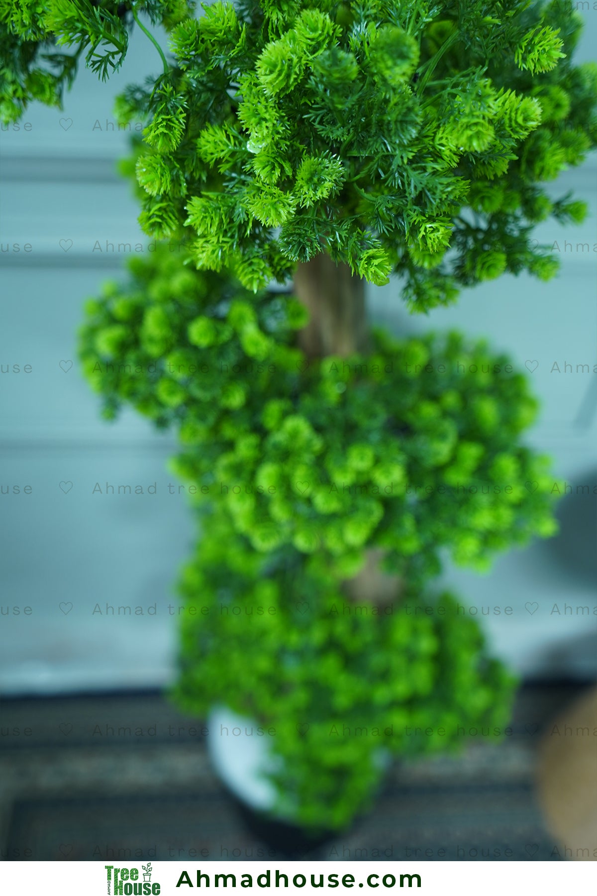 Bonsai with Regular Black tub