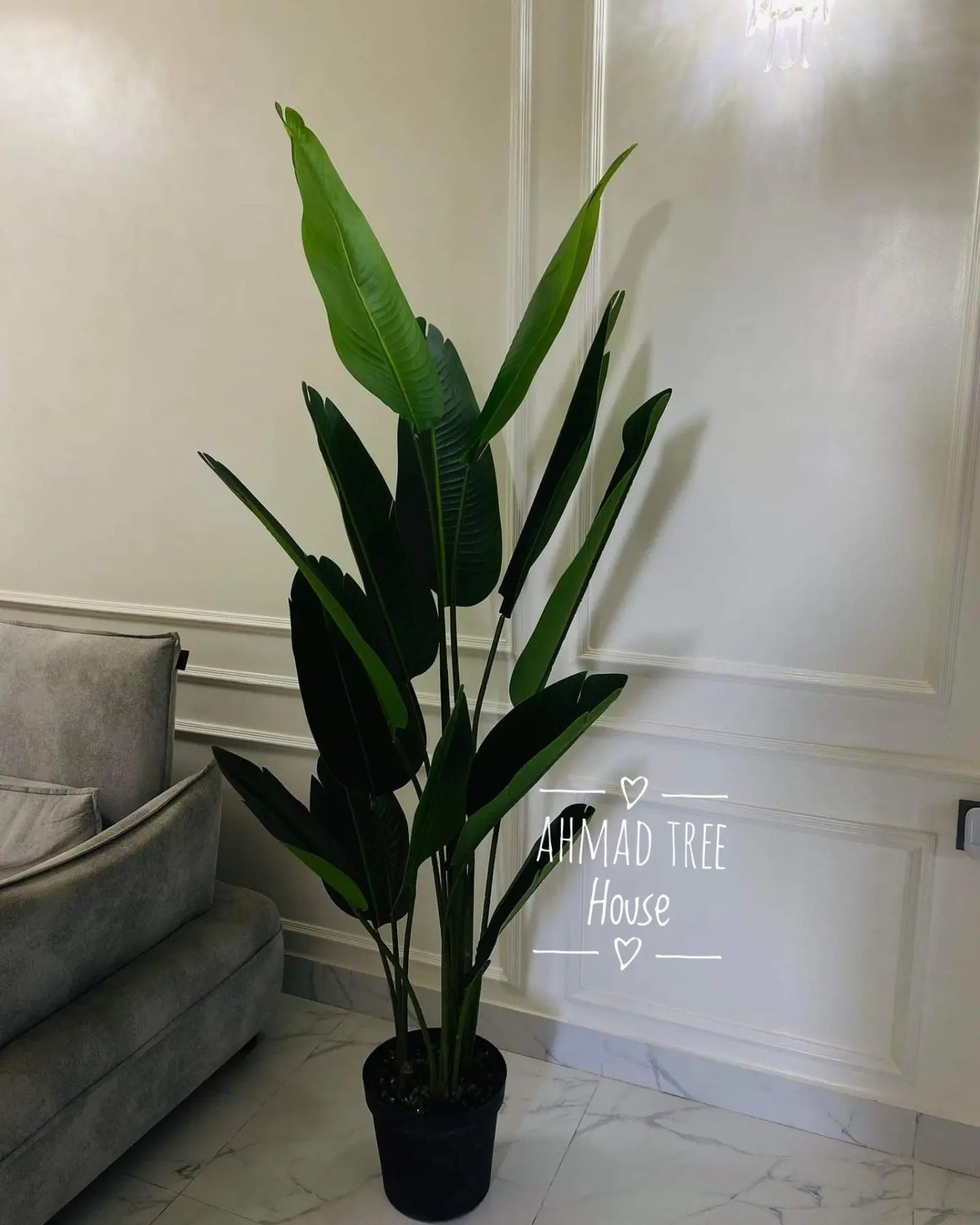 ATH-Bird's-Of-Paradise