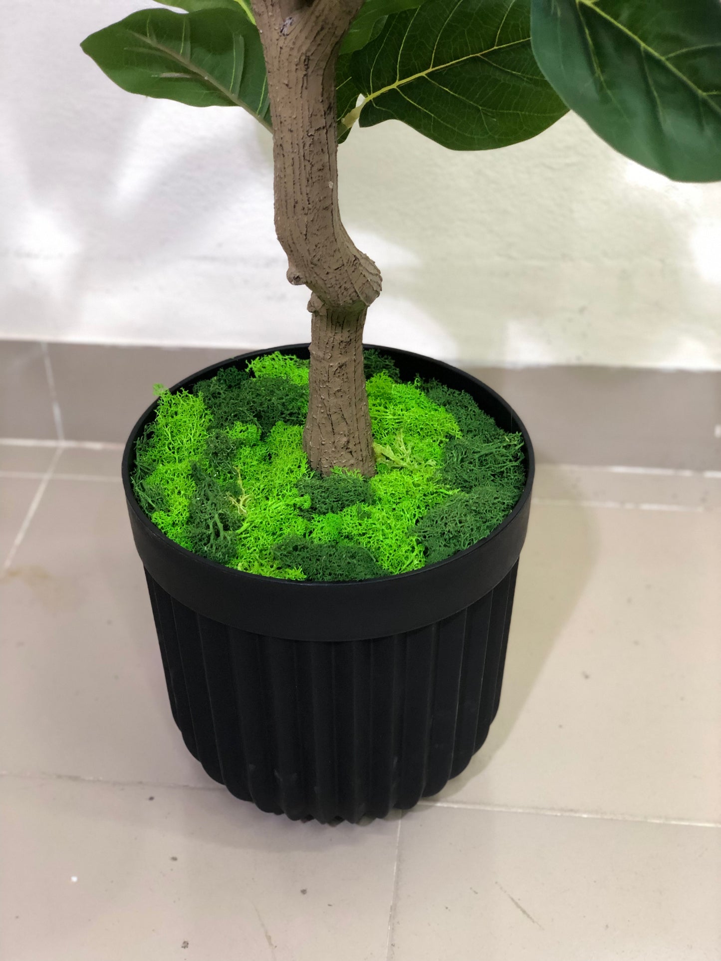 Premium Fiddle Leaf Plant – 5.5ft with Black Fiber Planter
