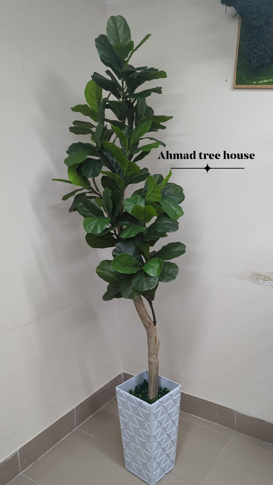 ATH Customise Fiddle Leaf Fig Plants with real body