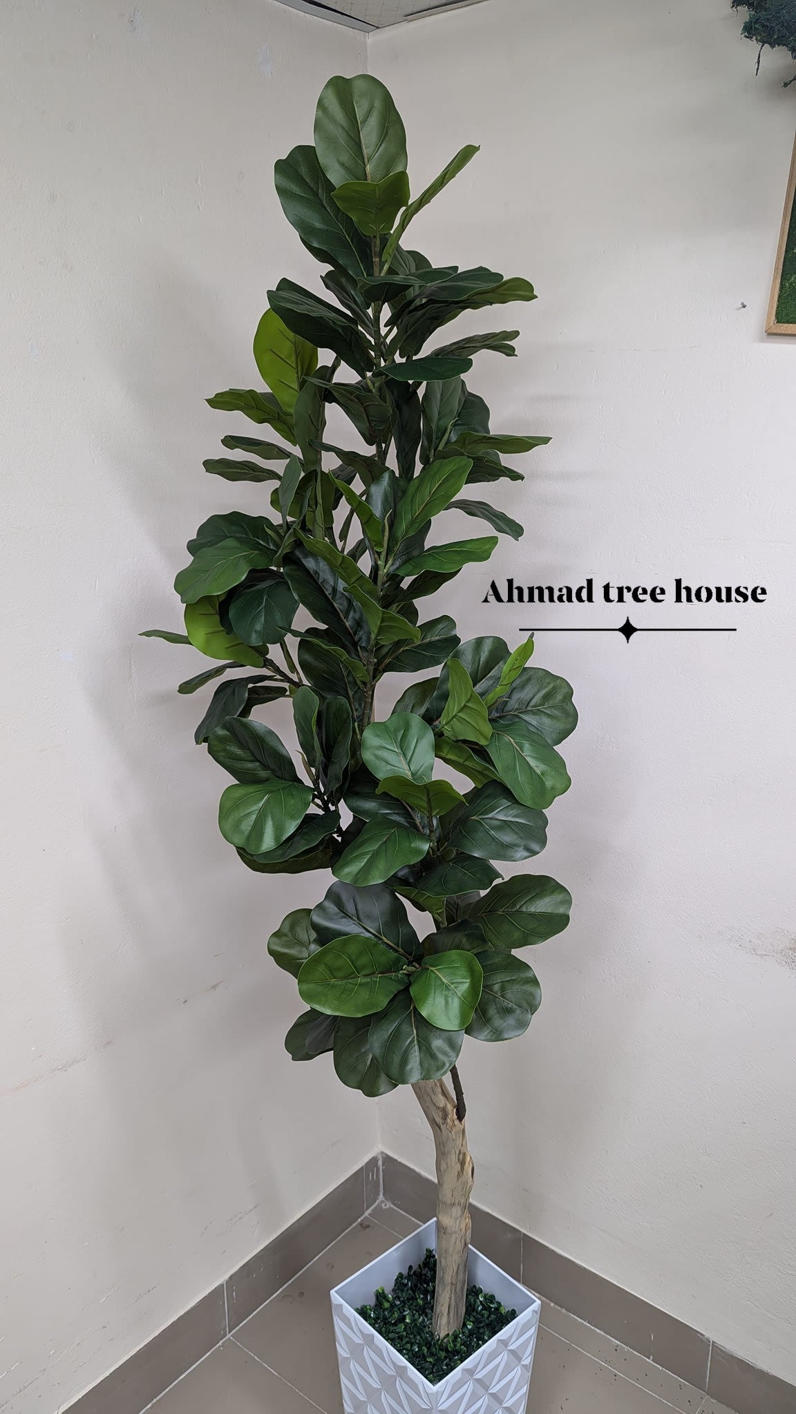 ATH Customise Fiddle Leaf Fig Plants with real body