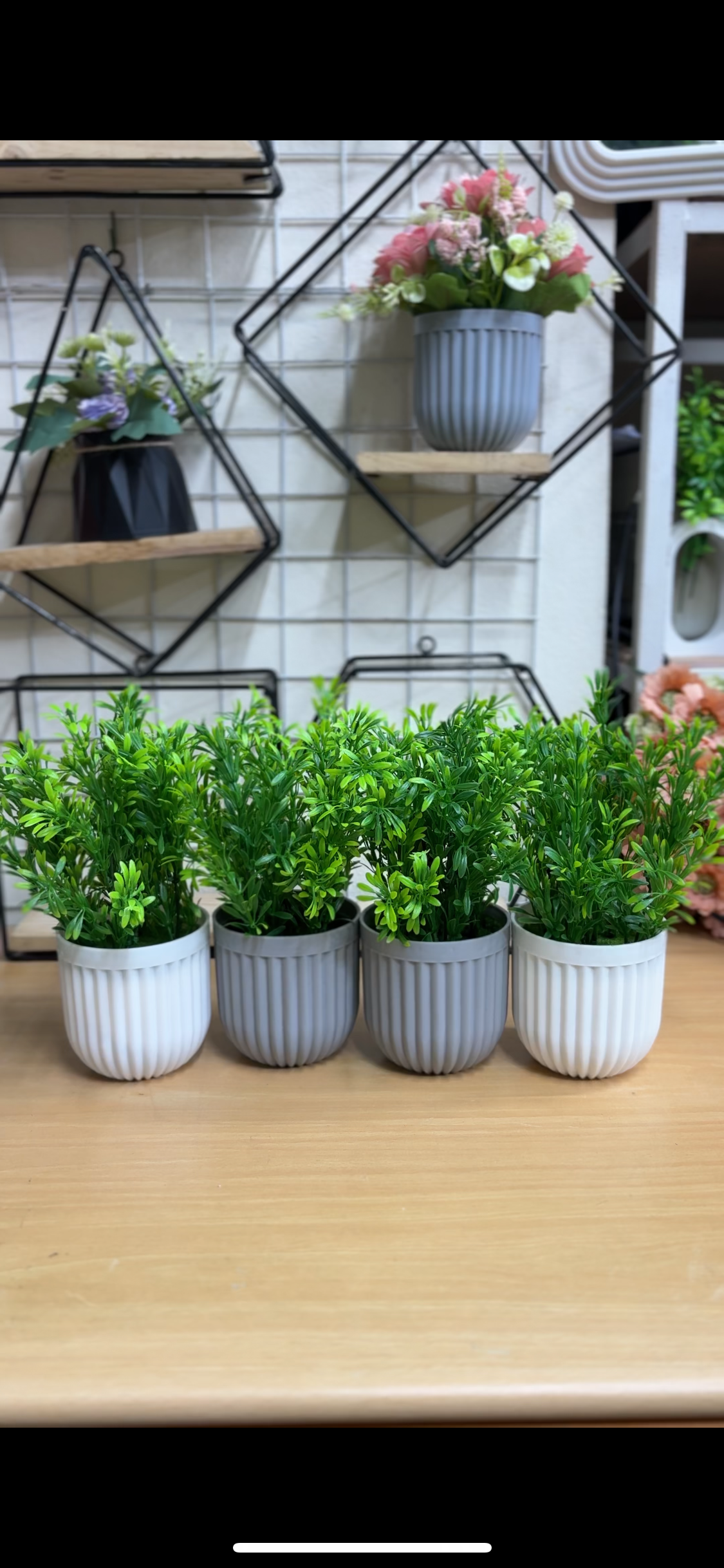 4 Green Plants Combo β 950 TK