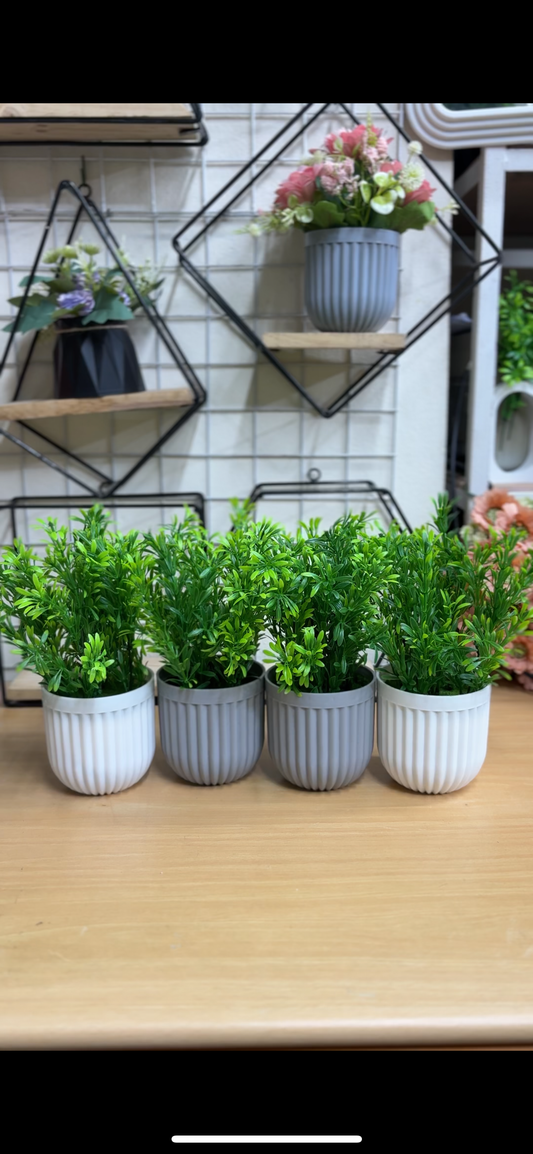 4 Green Plants Combo – 950 TK