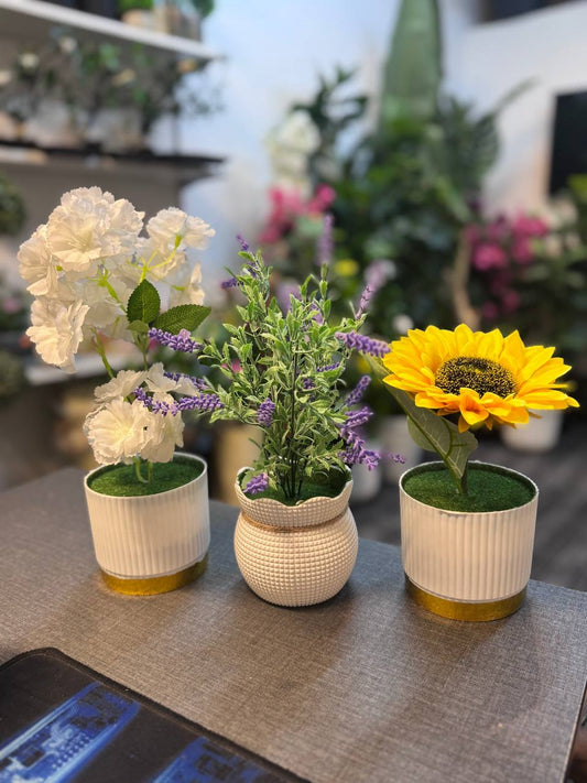 3-in-1 Combo – Bagan Bilash, Sunflower & Lavender