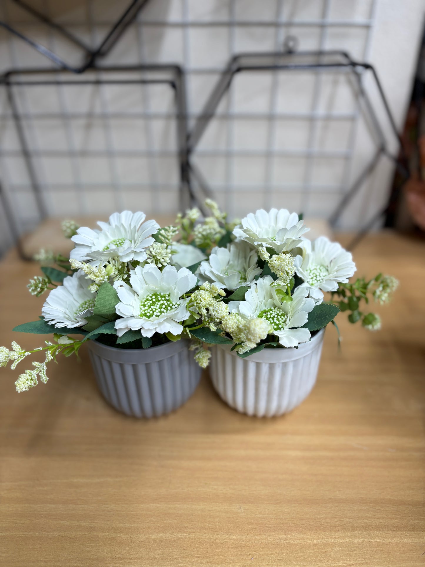 2 Green Plants Combo β 450 TK
