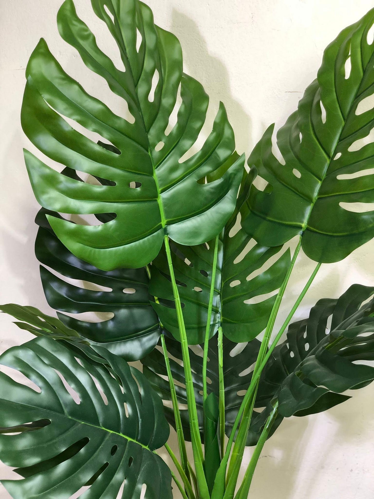 Monstera with Woden planter