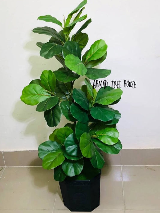 ATH -  Fiddle-leaf fig