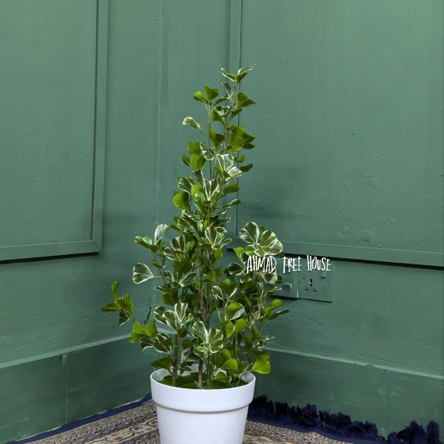 Artificial Ficus Tineke