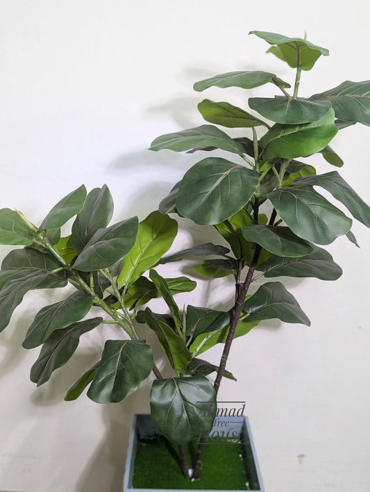 Fiddle leaf with ash wooden planter