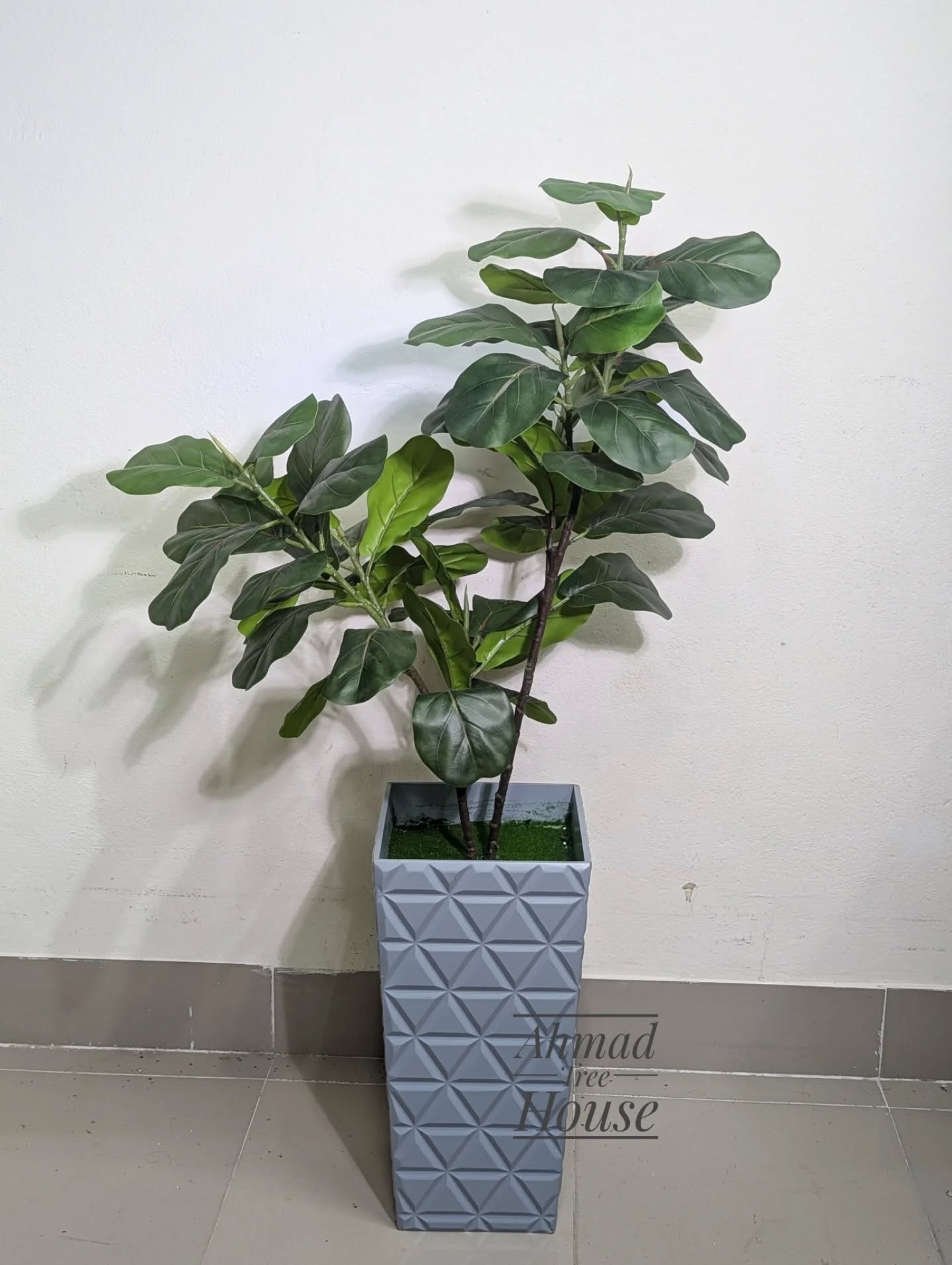 Fiddle leaf with ash wooden planter