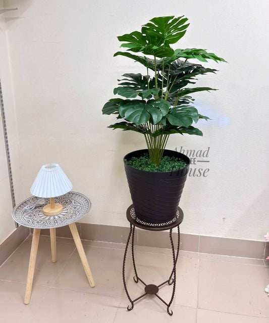 Premium 3ft Monstera – Premium Rubber Plant