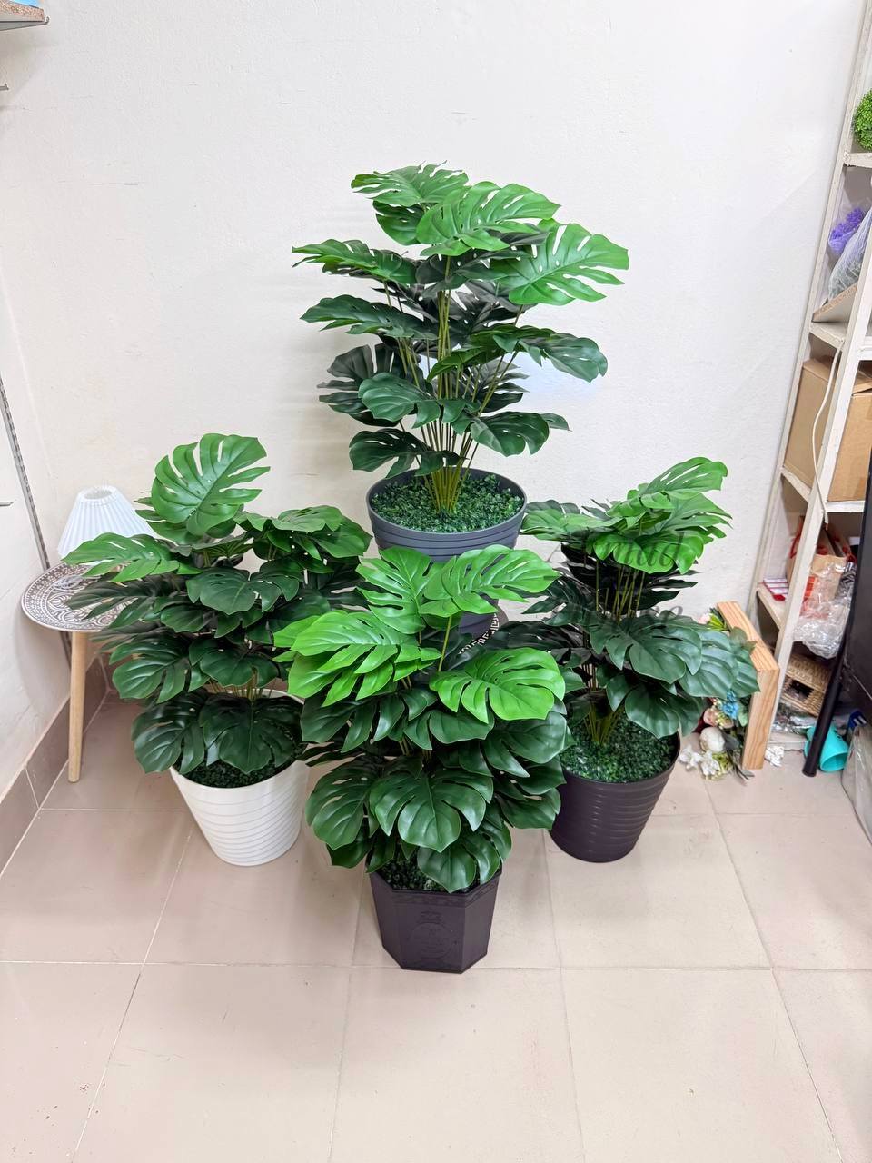Premium 3ft Monstera – Premium Rubber Plant
