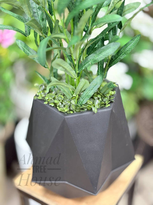 Olive Tree Stick – Small Plant With Premium Planter