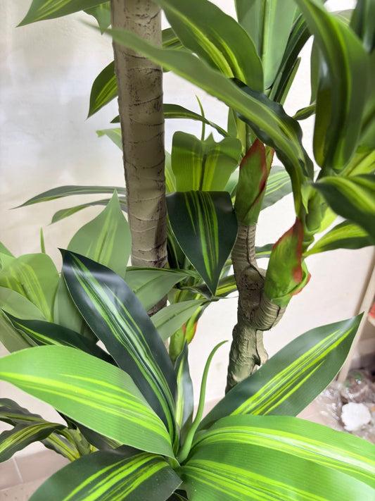 6ft Big Spider Plant With Premium Luxury Planter