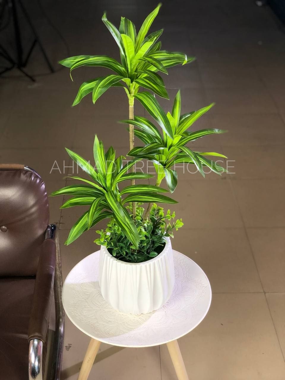 White Serenity Spider Plant Set