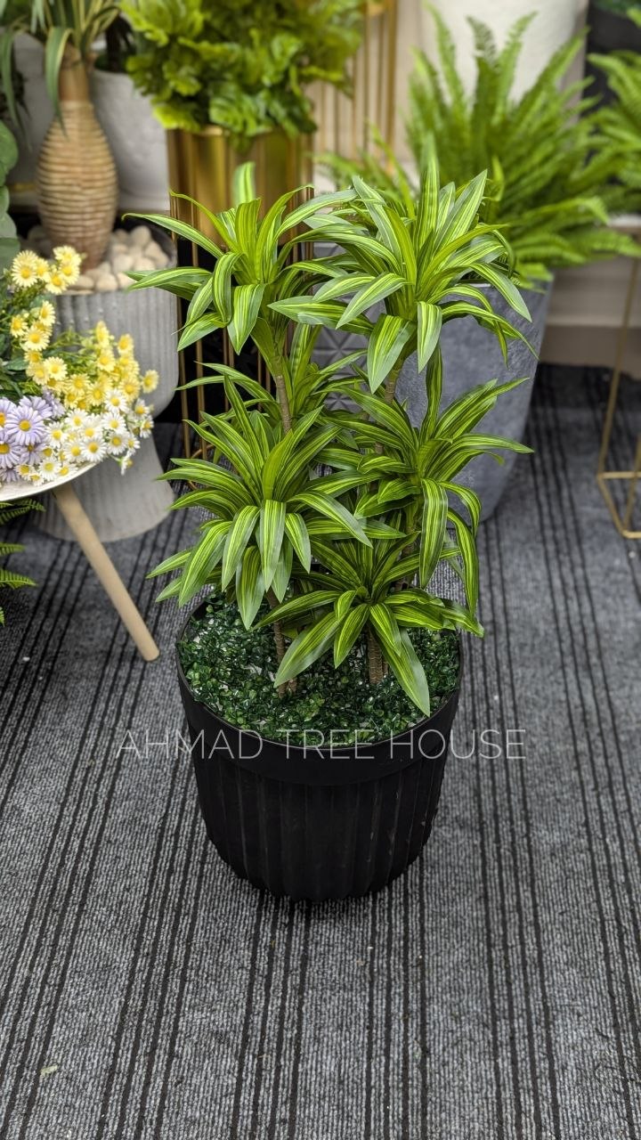 Artificial Dracaena Plant with Black Ribbed Planter | Premium Home & Office Decor – Ahmad Tree House