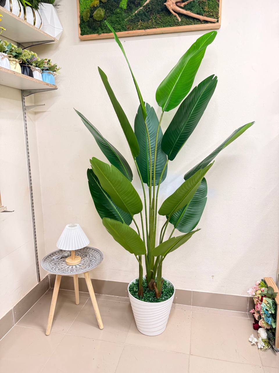 ATH-Bird's-Of-Paradise