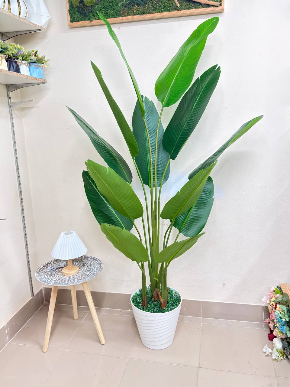 ATH-Bird's-Of-Paradise
