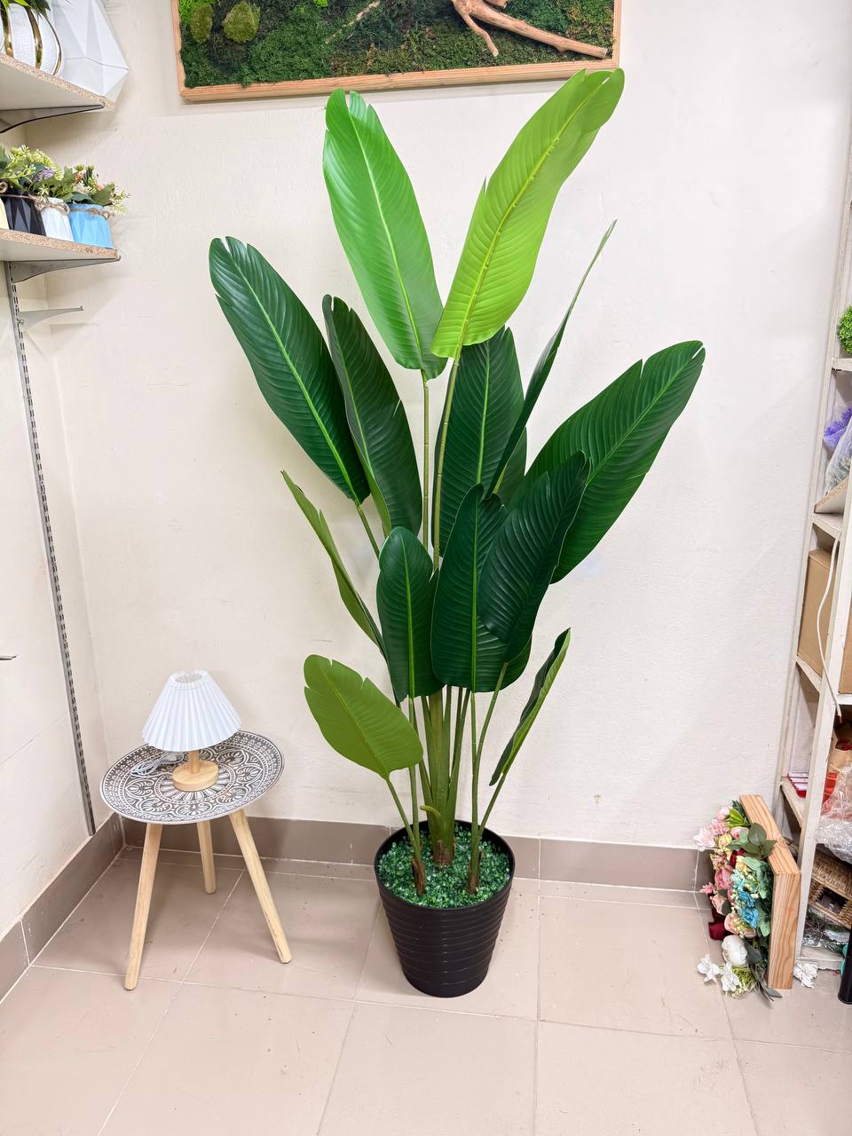 ATH-Bird's-Of-Paradise