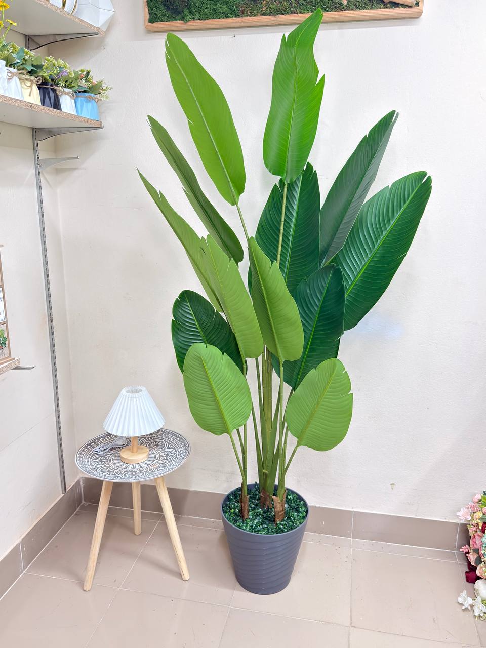 ATH-Bird's-Of-Paradise