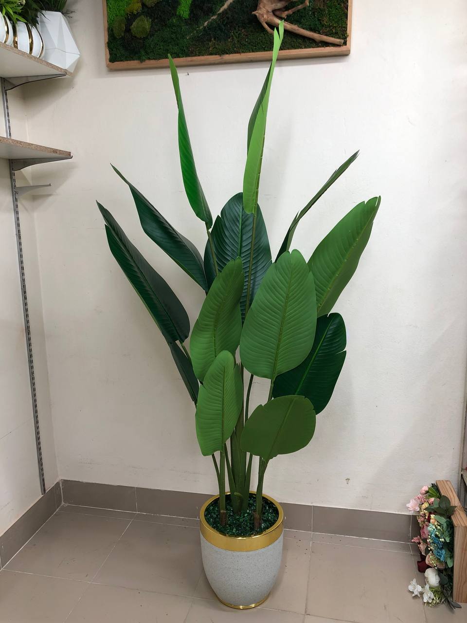 ATH-Bird's-Of-Paradise