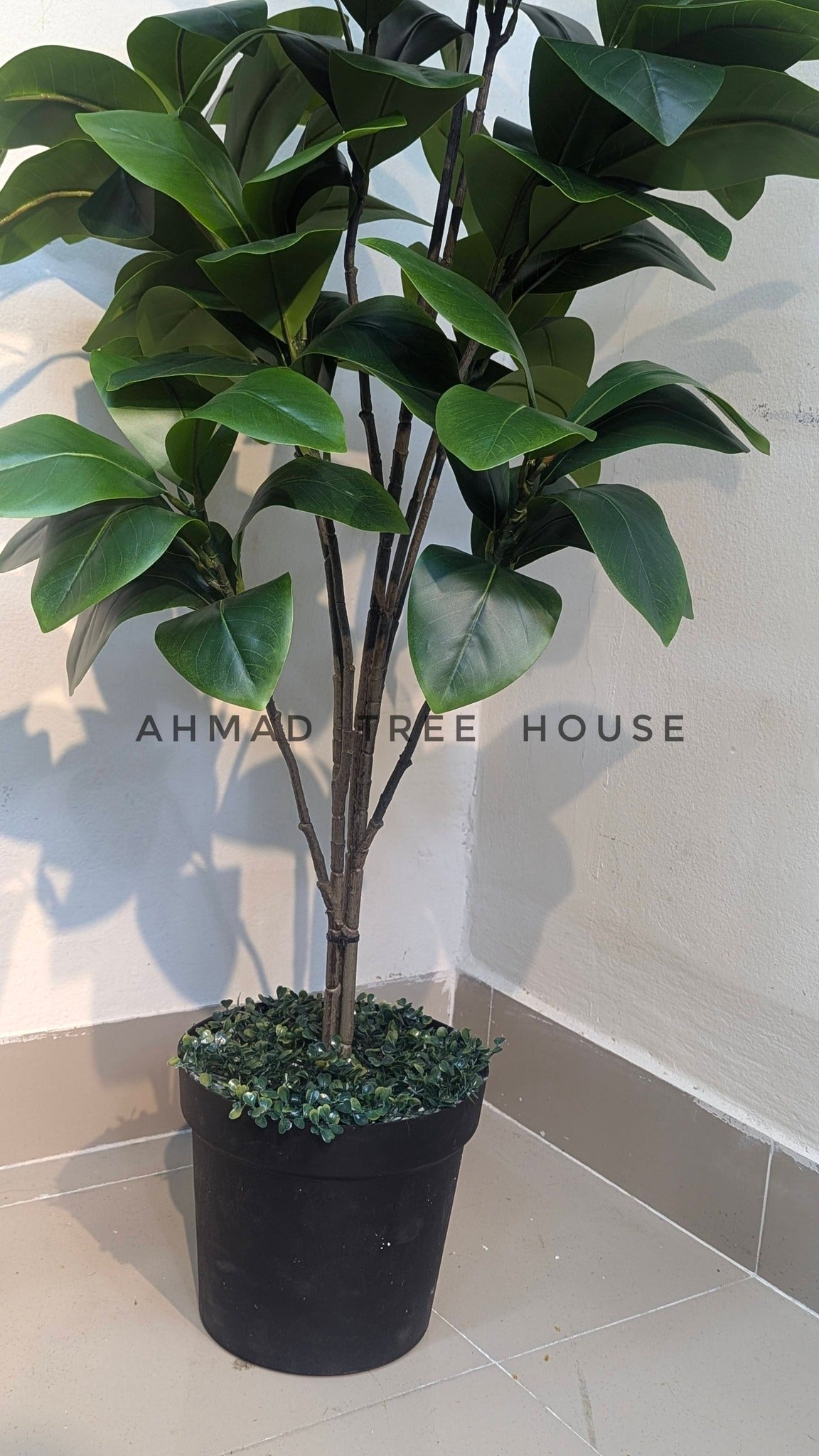 The Timeless Evergreen: Lush Rubber Plant in Matte Ebony Planter