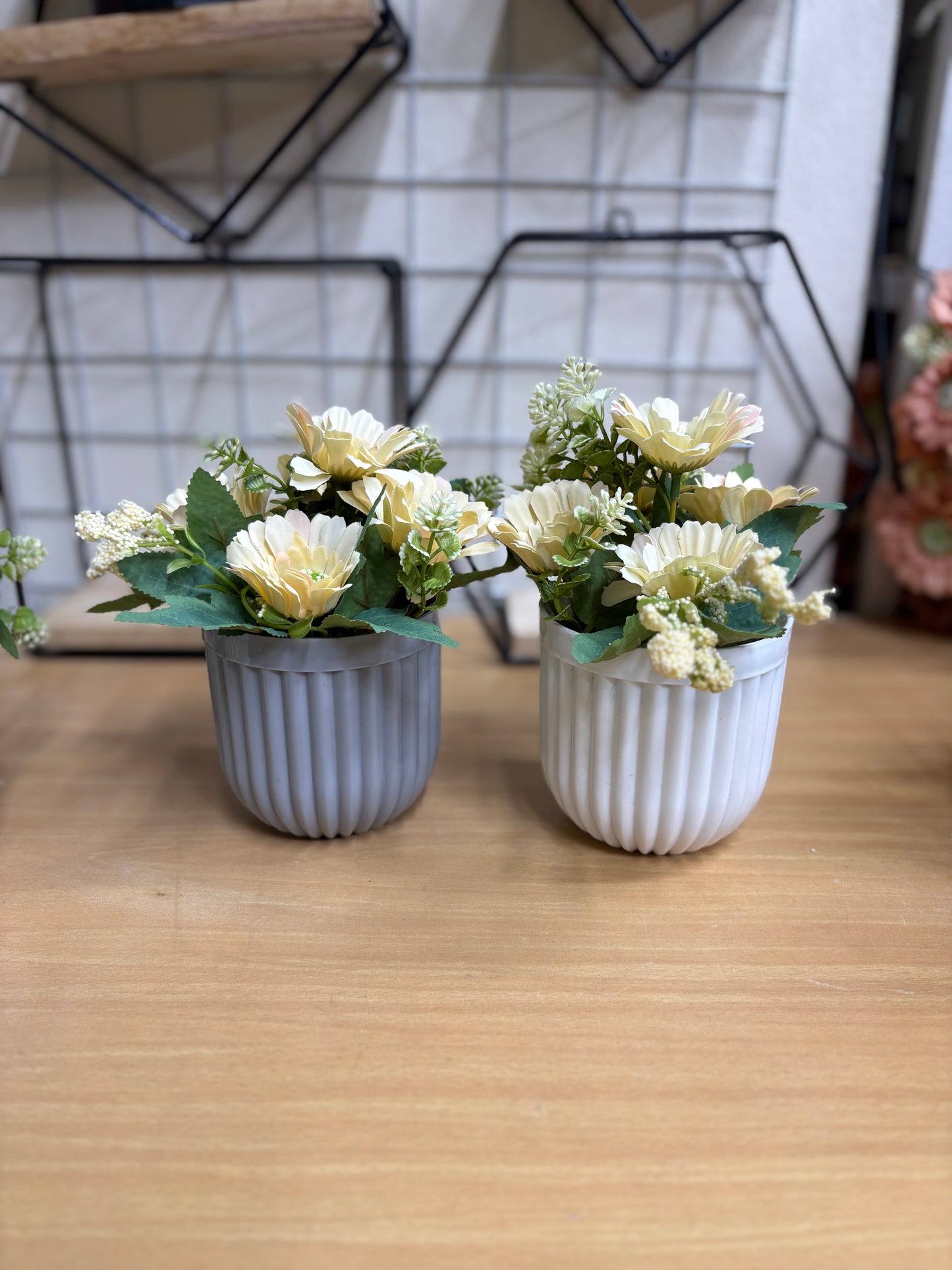 2 Green Plants Combo β 450 TK