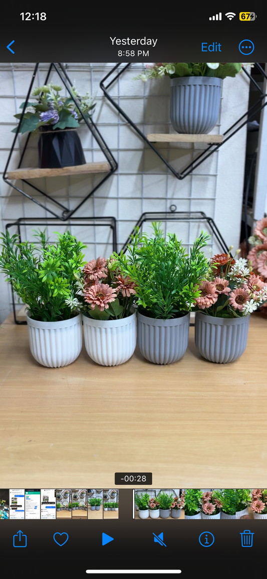 4 Plants Combo Offer – Only 950 TK