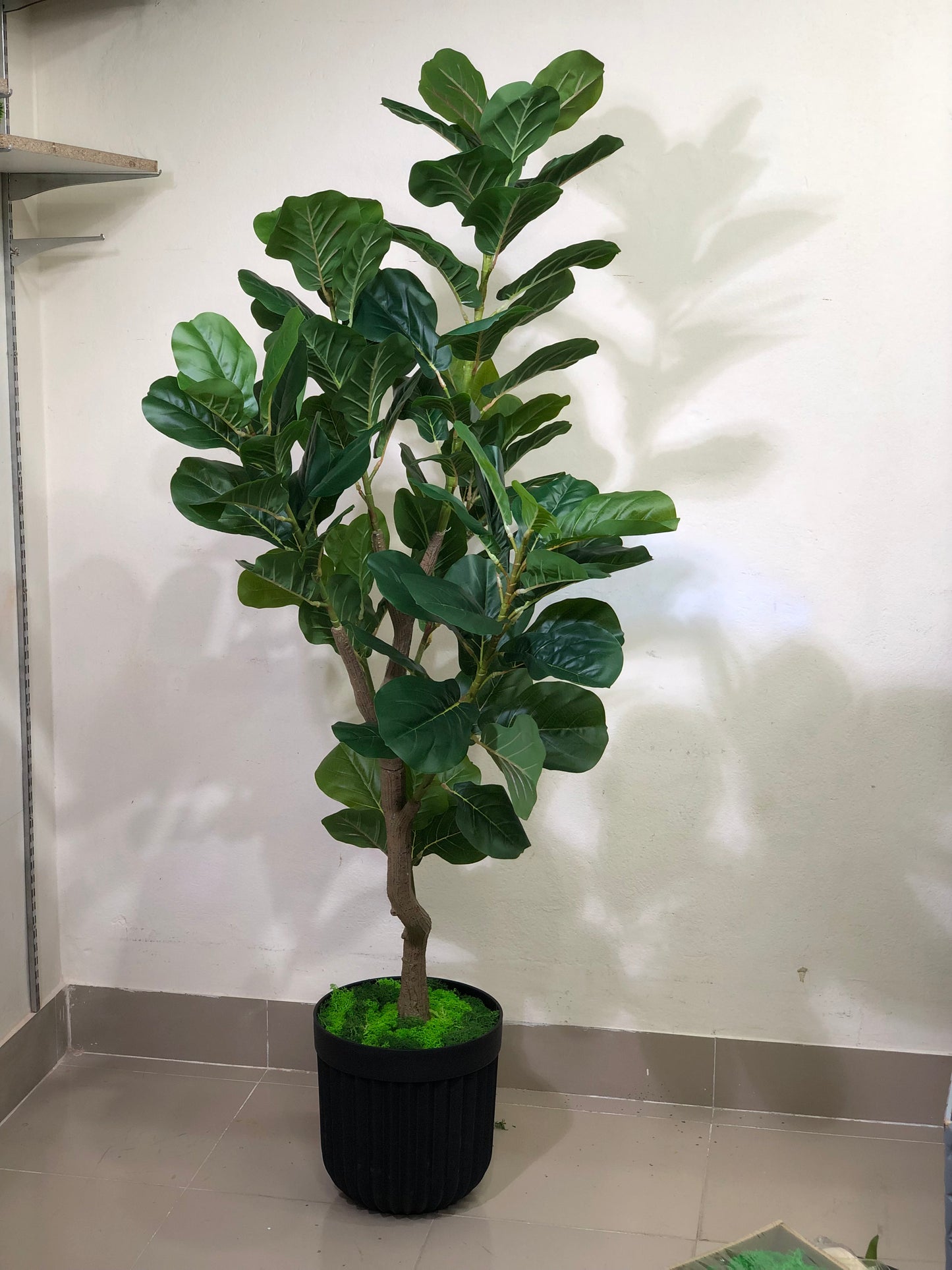 Premium Fiddle Leaf Plant – 5.5ft with Black Fiber Planter