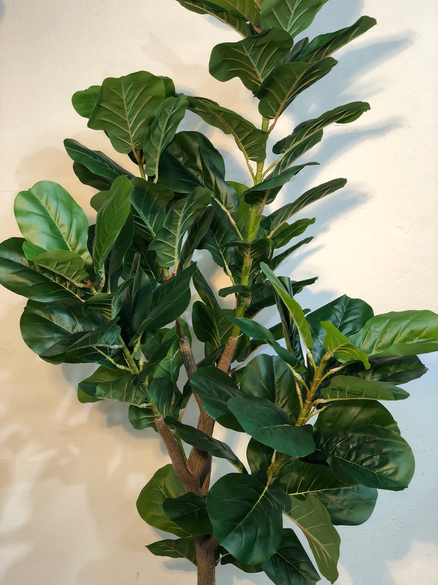 Premium Fiddle Leaf Plant – 5.5ft with Black Fiber Planter