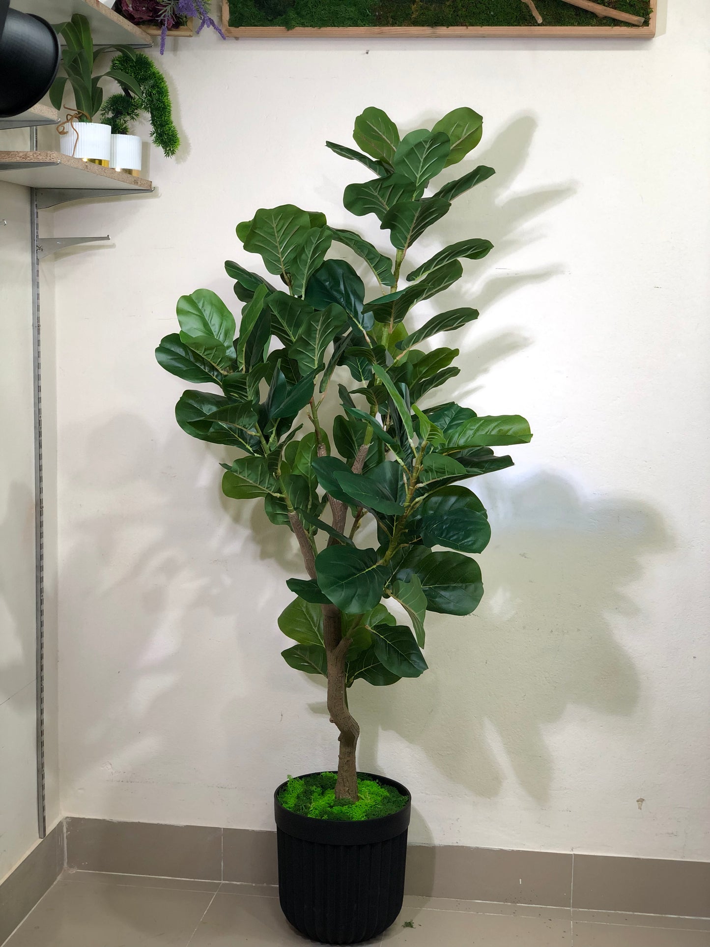 Premium Fiddle Leaf Plant – 5.5ft with Black Fiber Planter