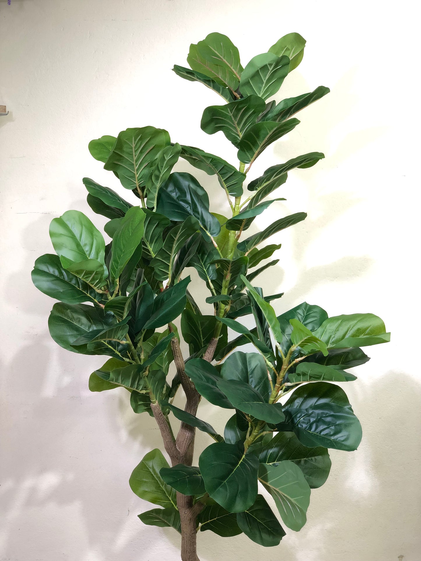 Premium Fiddle Leaf Plant – 5.5ft with Black Fiber Planter
