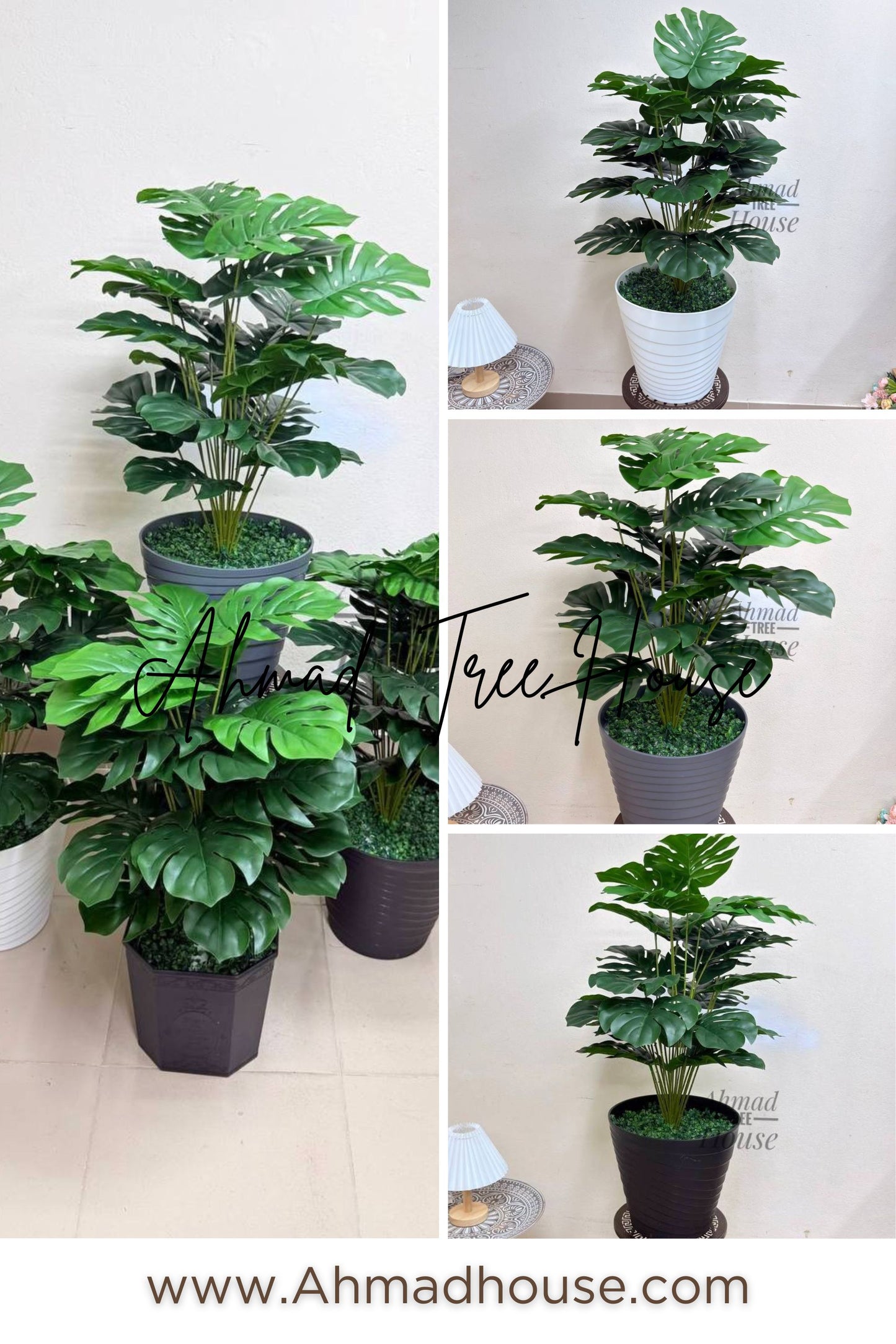 Premium 3ft Monstera – Premium Rubber Plant