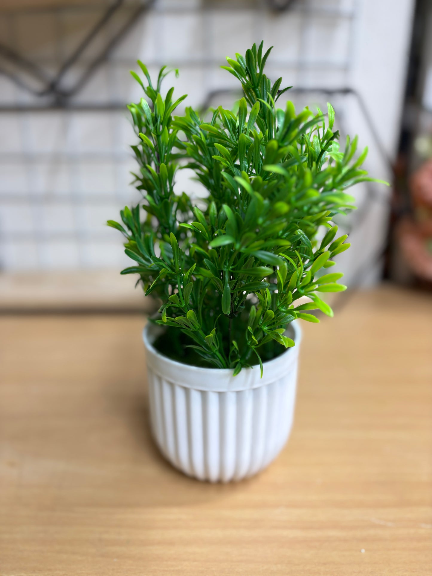 4 Plants Combo Offer β Only 950 TK
