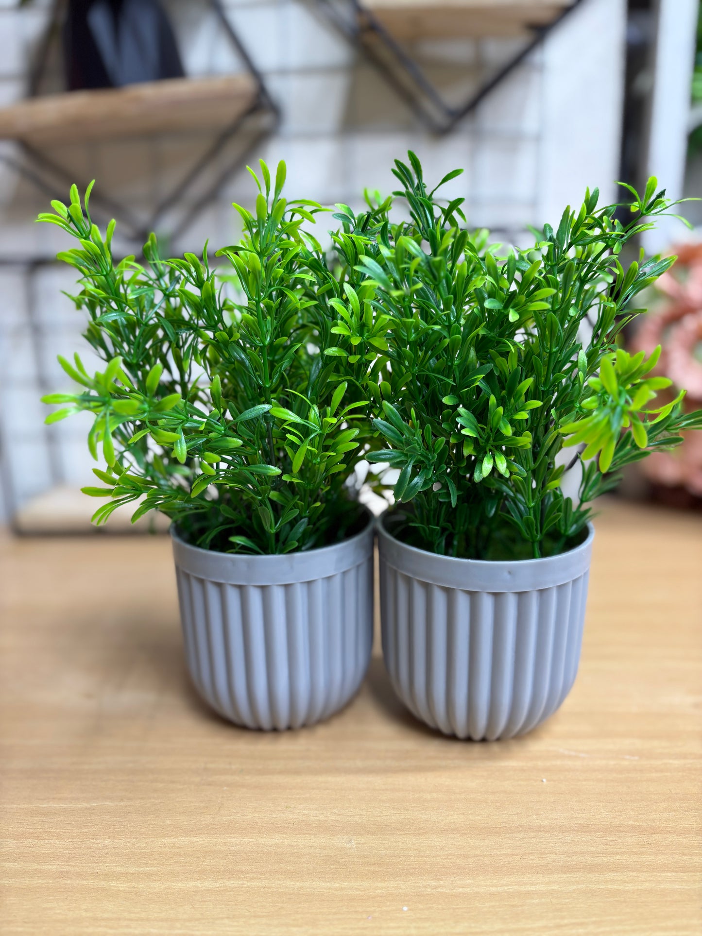 2 Green Plants Combo β 450 TK