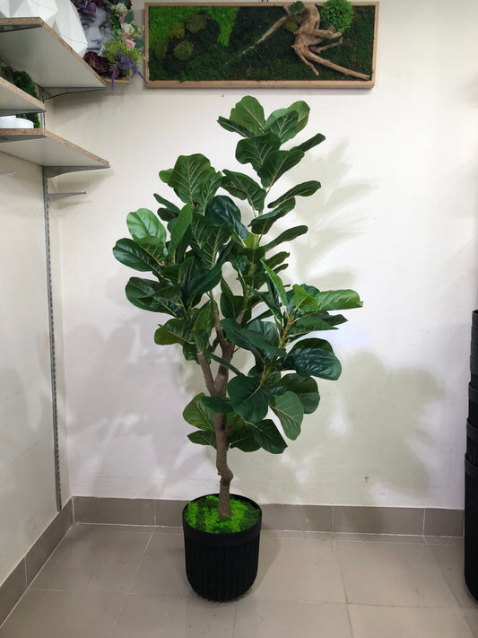 Premium Fiddle Leaf Plant – 5.5ft with Black Fiber Planter