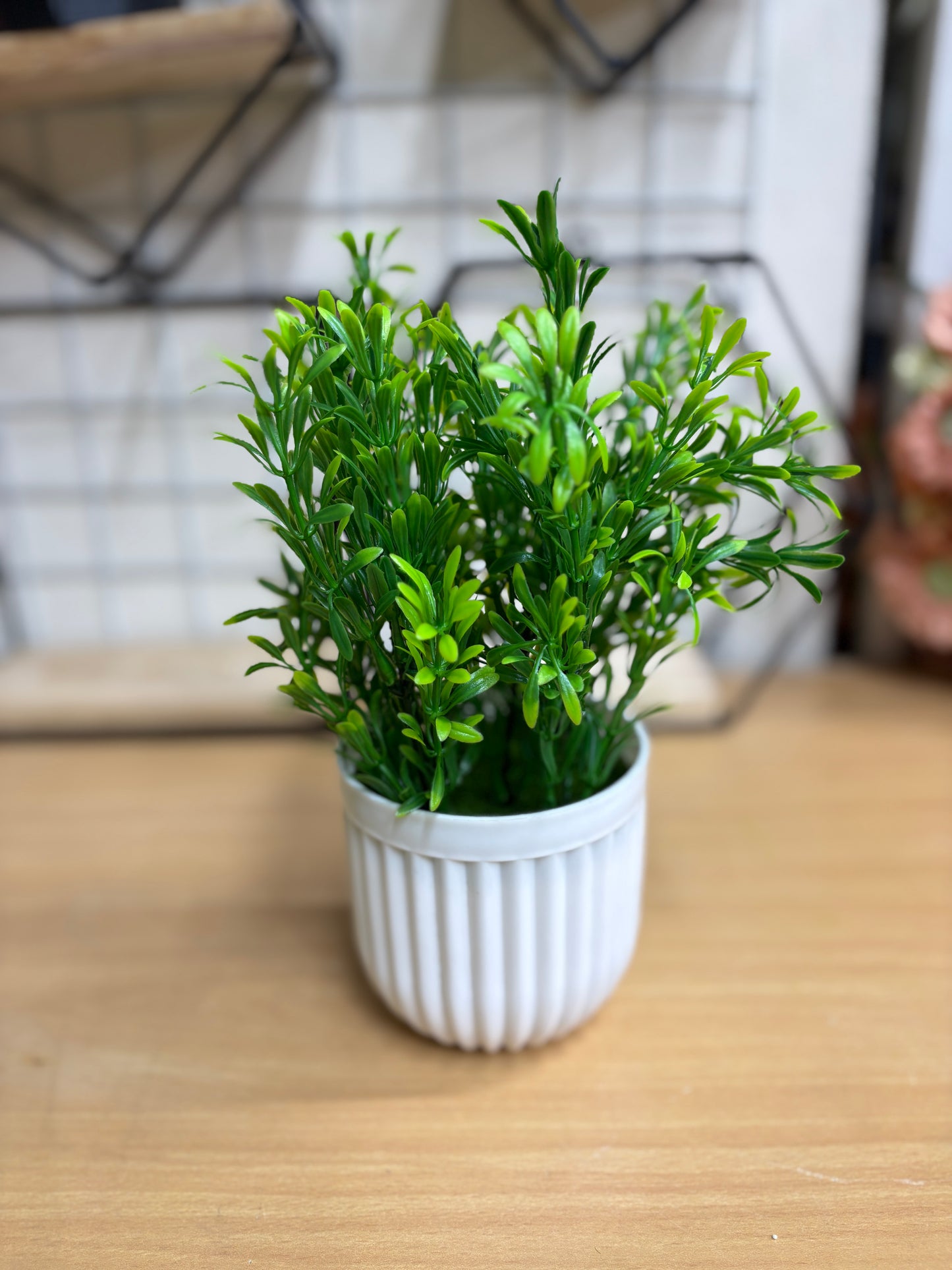 4 Green Plants Combo β 950 TK