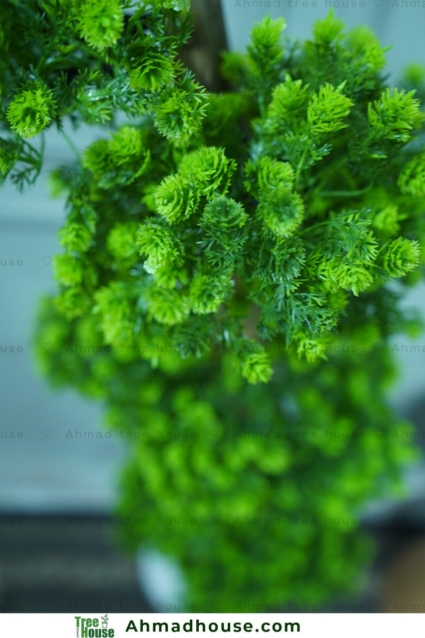 Bonsai with Regular Black tub
