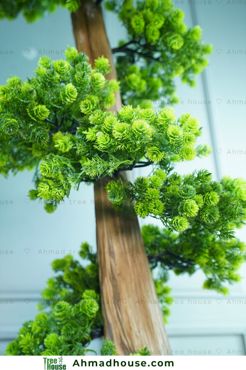 Bonsai with Regular Black tub