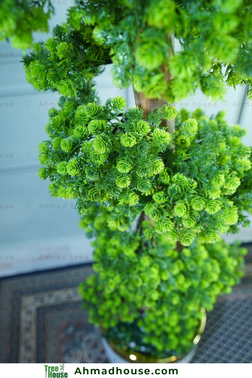 Bonsai with Regular Black tub