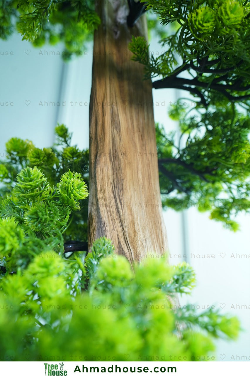 Bonsai with Regular Black tub