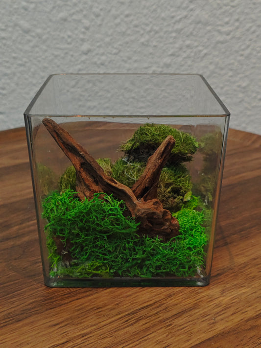 Terrarium