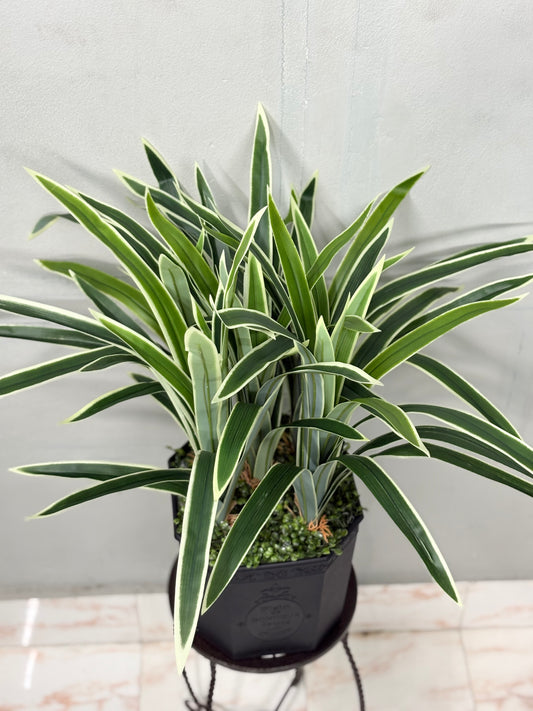 Long Spider Artificial Plant with Premium Planter – Perfect for Home & Office Decoration