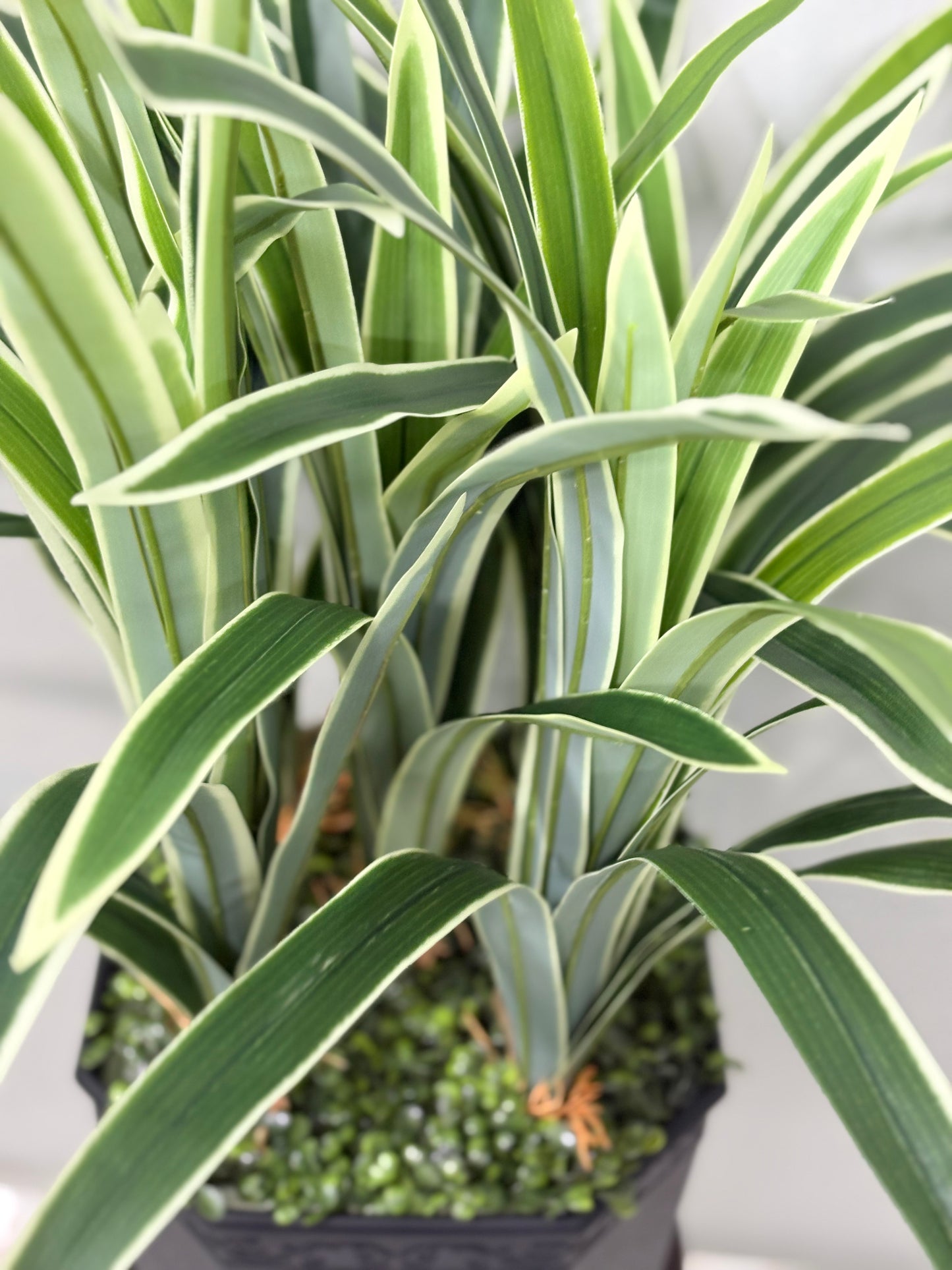 Long Spider Artificial Plant with Premium Planter – Perfect for Home & Office Decoration