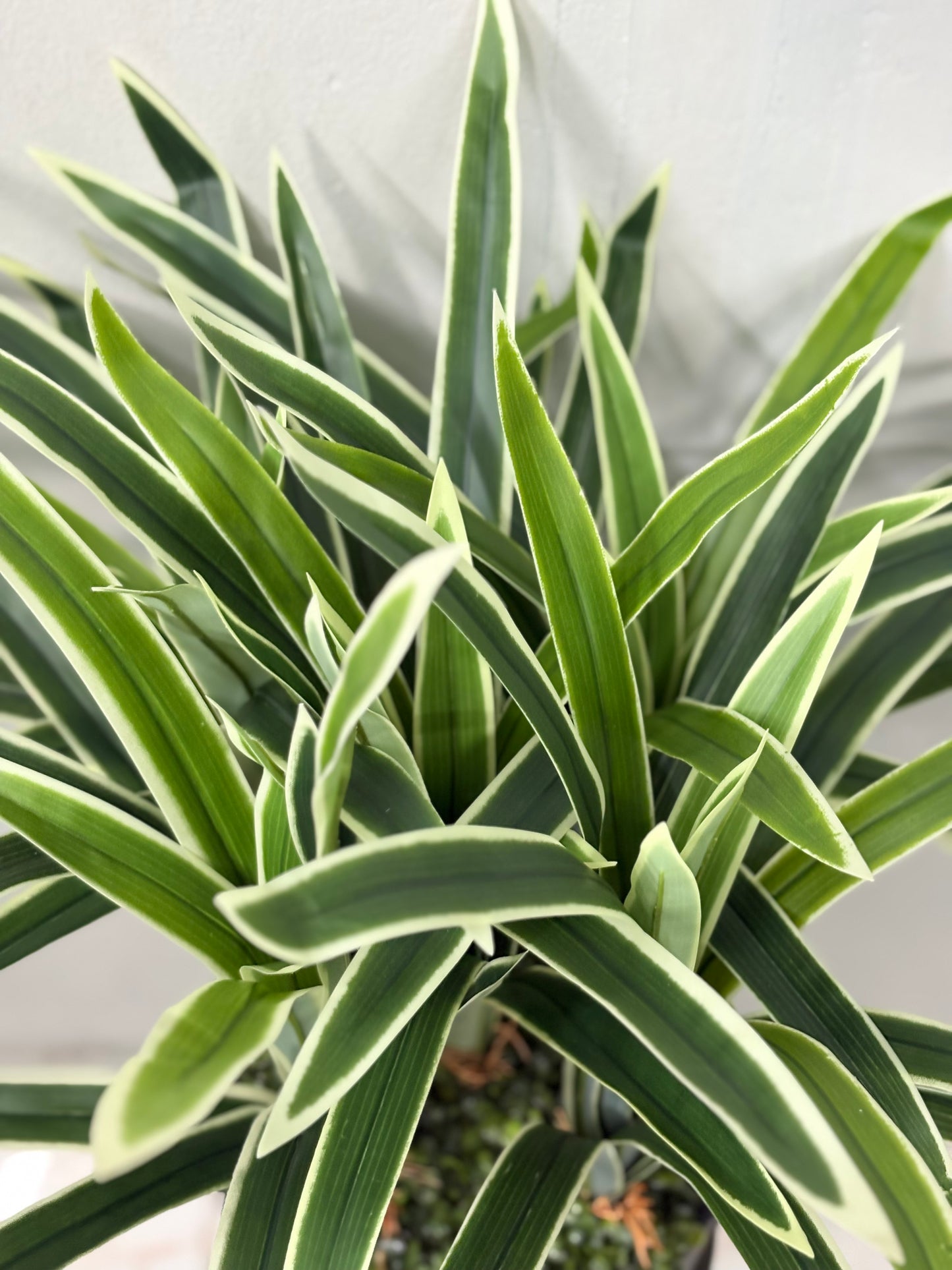 Long Spider Artificial + fiddle leaf Plant with Premium Planter – Perfect for Home & Office Decoration